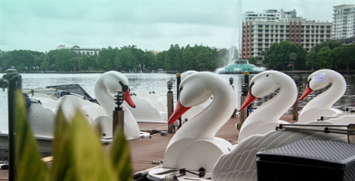 2. Swan Swooning at Eola Downtown Orlando