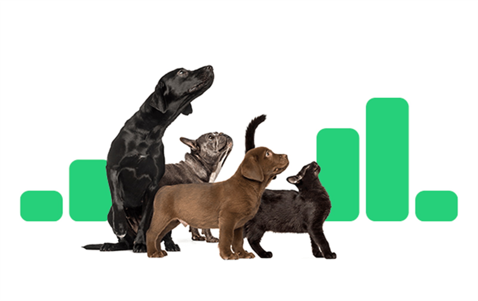 Three dogs and a cat posing in front of the DTO logo.